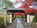 京都龍安寺の紅葉