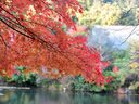 京都龍安寺の紅葉