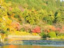 京都龍安寺の紅葉