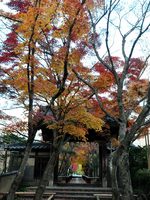 京都光悦寺の紅葉
