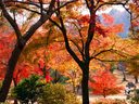 京都亀山公園の紅葉