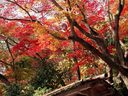 京都亀山公園の紅葉