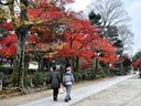京都建仁寺の紅葉