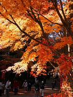 京都醍醐寺の紅葉