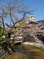 祇園花見小路の桜