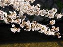 祇園花見小路の桜