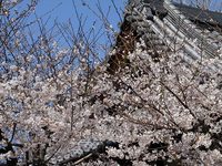 鳥羽離宮跡の桜
