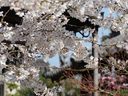 鳥羽離宮跡の桜