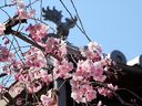 鳥羽離宮跡の桜