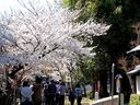鳥羽離宮跡の桜