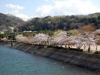 宇治川・中の島の桜