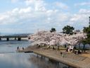 宇治川・中の島の桜