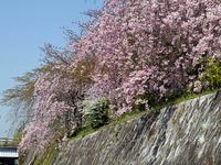 鴨川左岸の桜