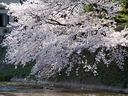 鴨川左岸