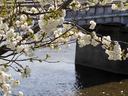 鴨川左岸の桜