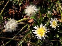 見つけた 白いタンポポ 京都民報web