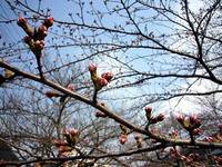 哲学の道の桜