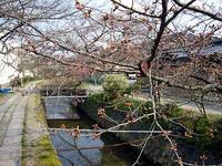 哲学の道の桜