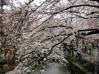 木屋町通りの桜