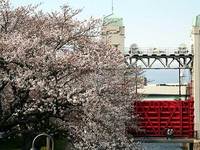 伏見港公園の桜