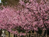 淀城の桜