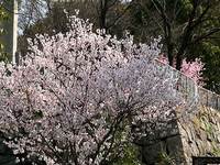 淀城の桜