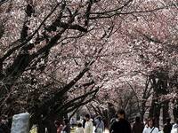 背割り公園の桜