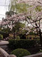今日庵と桜
