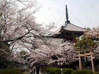 本法寺の桜