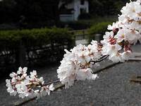 本法寺の桜