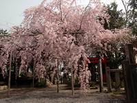 水火天満宮の桜