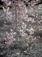 水火天満宮の枝垂桜