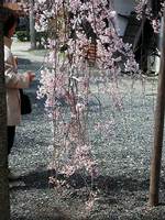 水火天満宮の枝垂桜