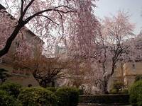 旧京都府庁の桜
