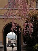 旧京都府庁の桜