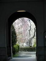 旧京都府庁の桜