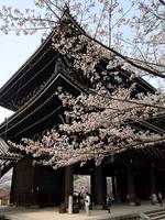 知恩院の桜