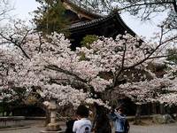 知恩院の桜
