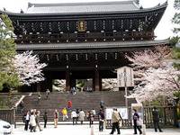 知恩院の桜