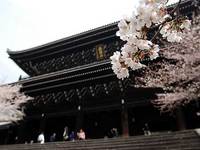 知恩院の桜