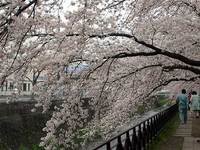 天神川の桜