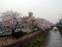 天神川の桜