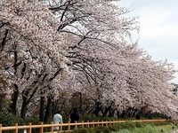 長岡天満宮の桜