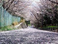 桜の絨毯