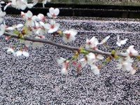 桜の絨毯