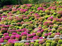 蹴上浄水場のツツジ