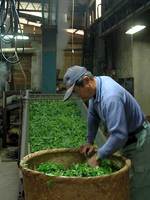 宇治の新茶