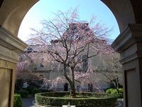 2013観桜祭～八重の桜関連イベント
