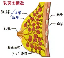 乳房の構造