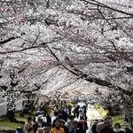 醍醐寺の桜